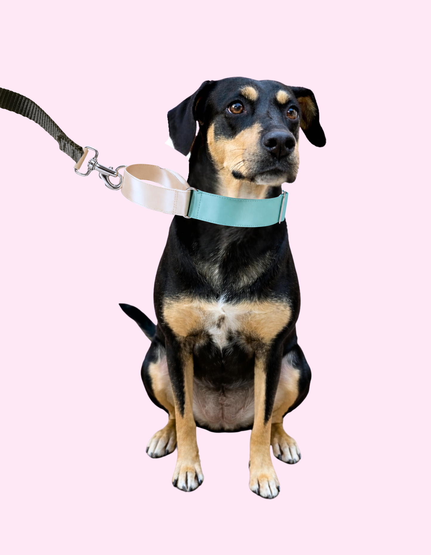 Collar Martingale AquaGreen &Vanilla