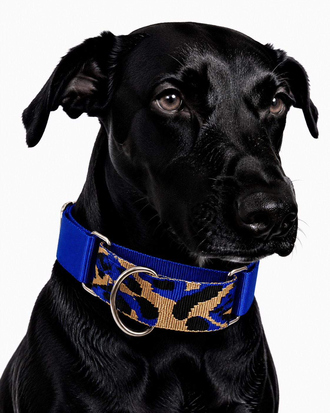 Safari Royal Blue