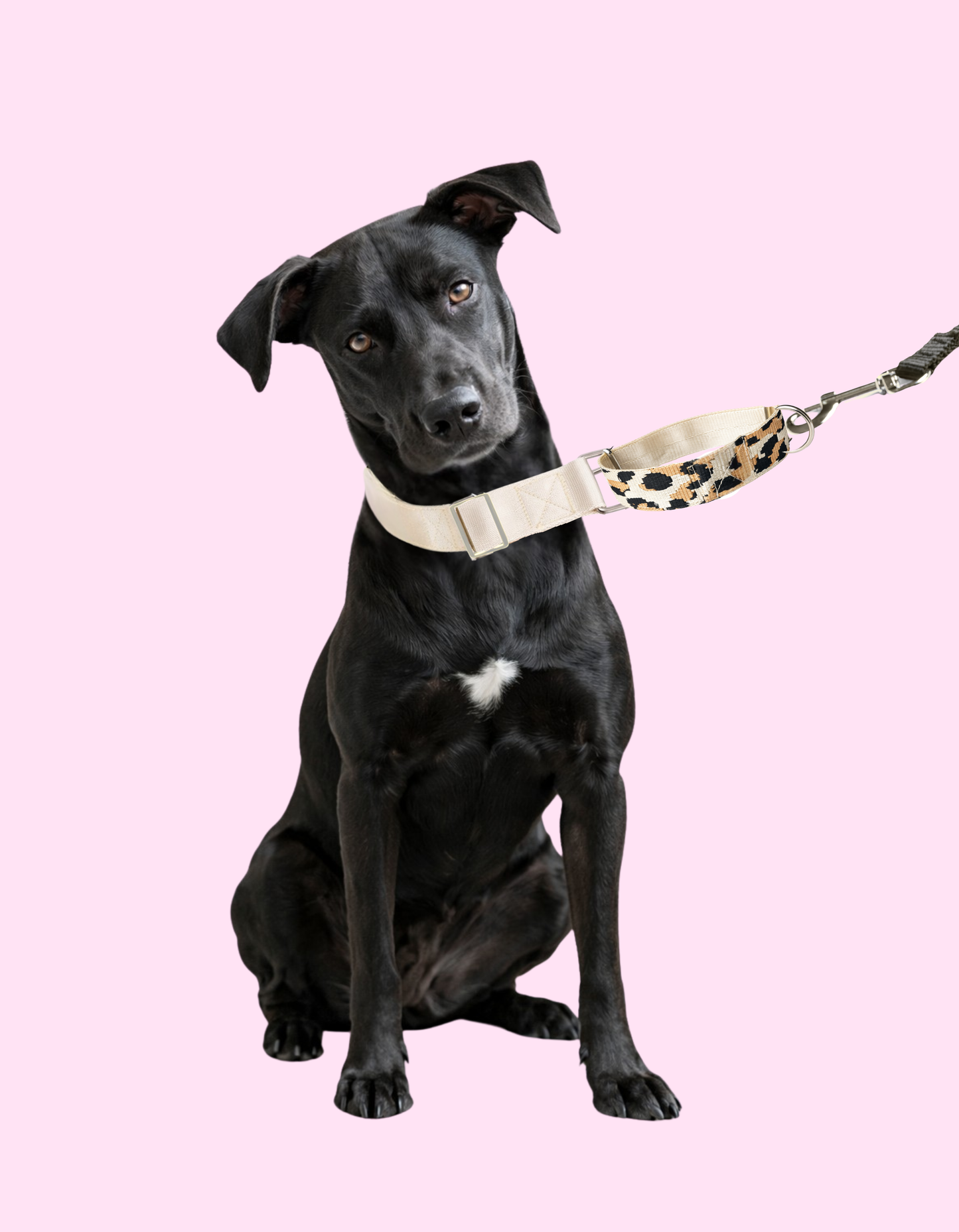 Collar Martingale Safari Vanilla