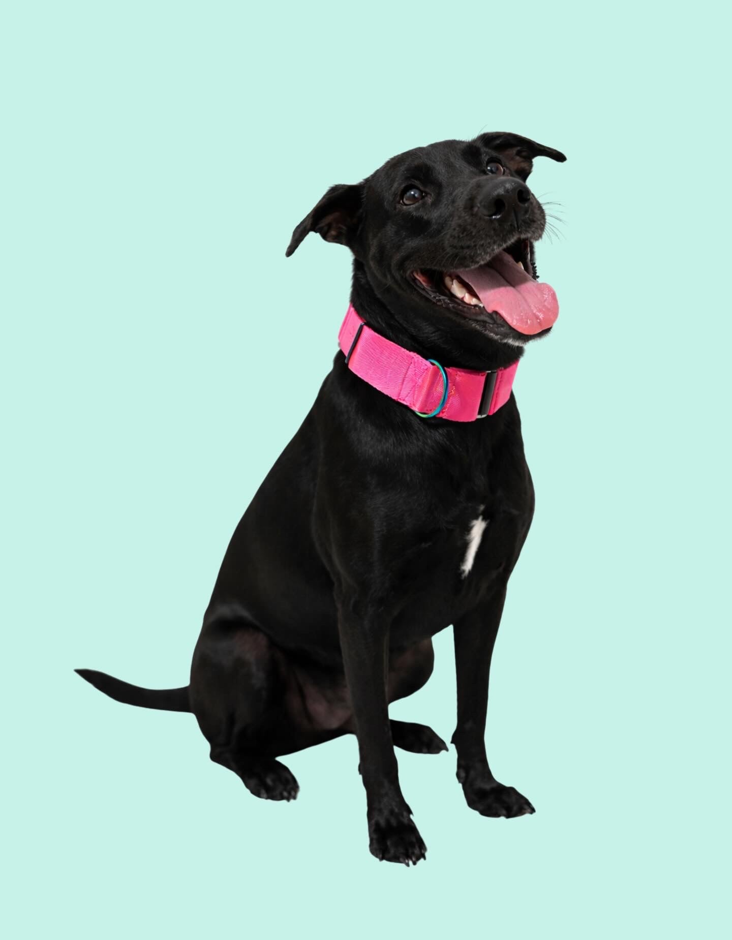 Collar Martingale Neón Pink