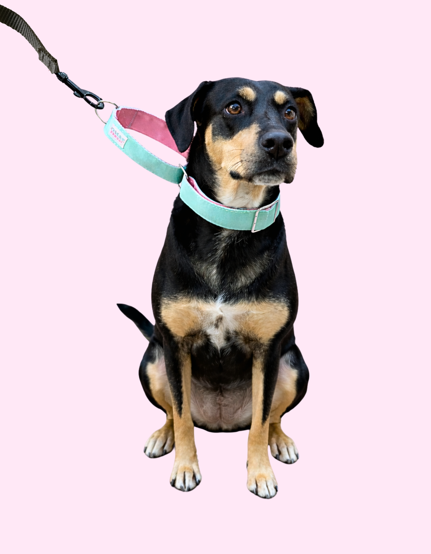 Collar Martingale Masha Mint