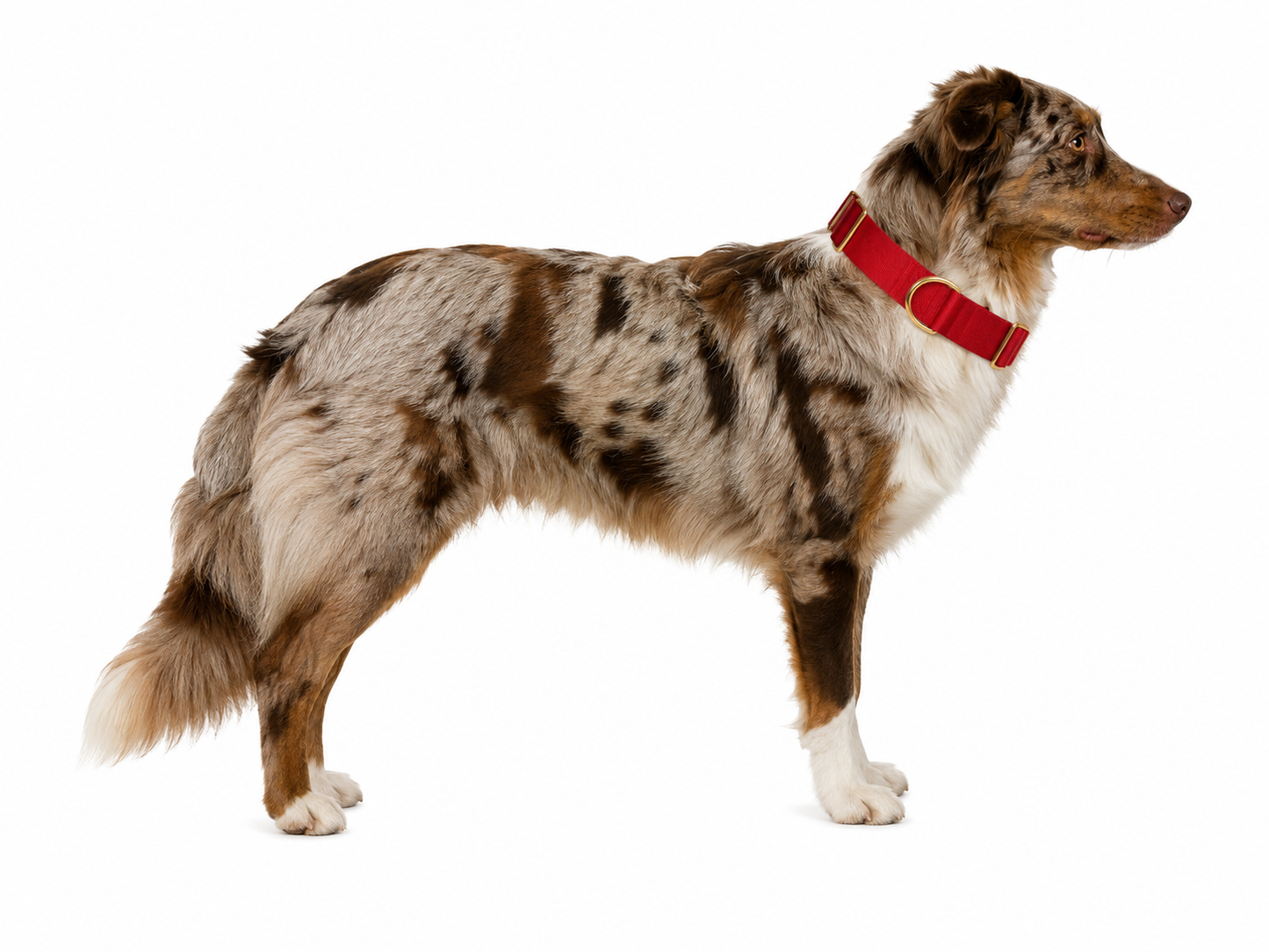 Collar martingale Red